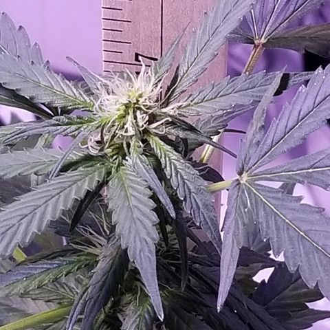 Cheesmo growlog timeline photo
