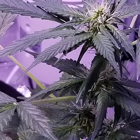 Cheesmo growlog timeline photo