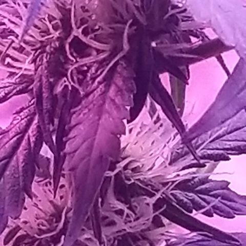 Cheesmo growlog timeline photo