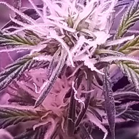 Cheesmo growlog timeline photo