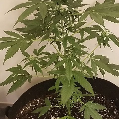 Cheesmo growlog timeline photo