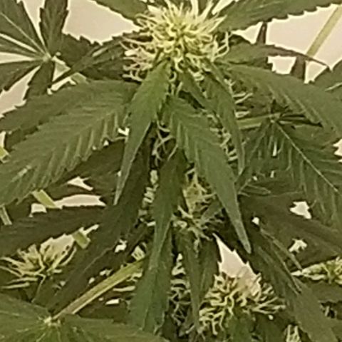 Cheesmo growlog timeline photo