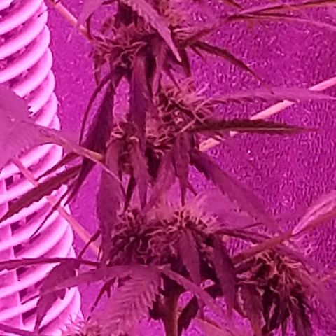 Cheesmo growlog timeline photo