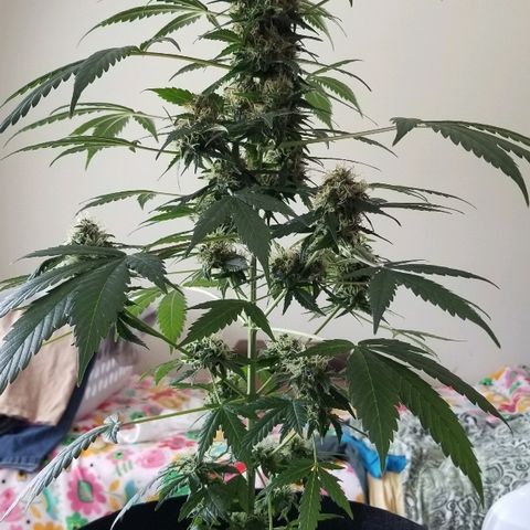 Cheesmo growlog timeline photo