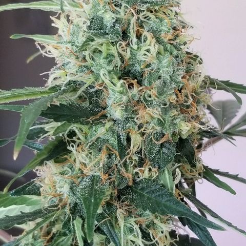 Cheesmo growlog timeline photo