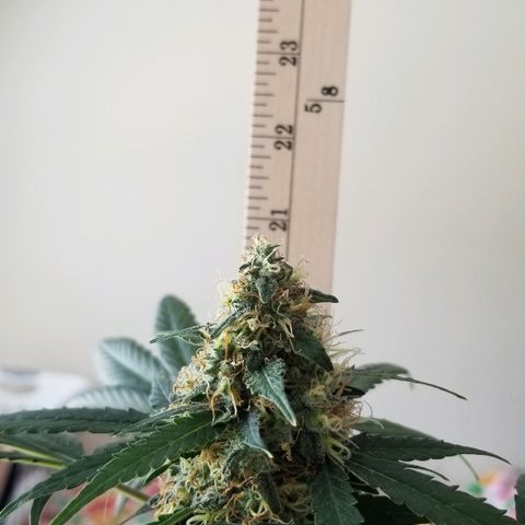 Cheesmo growlog timeline photo