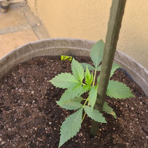 Blue Dream Auto #4 growlog timeline photo