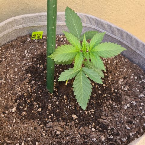 Blue Dream Auto #4 growlog timeline photo