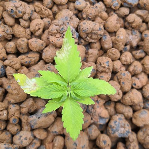 Blue Dream Auto #4 growlog timeline photo