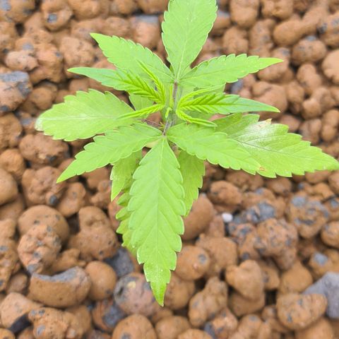 Blue Dream Auto #4 growlog timeline photo