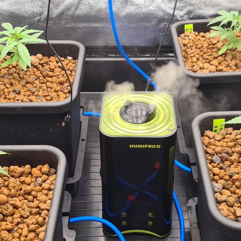 Blue Dream Auto #4 growlog photo: Plants are responding well and growth is accelerated, some leaves are near the edges of the pot and I will be able to turn the system on so that it cN be fed via reservoir