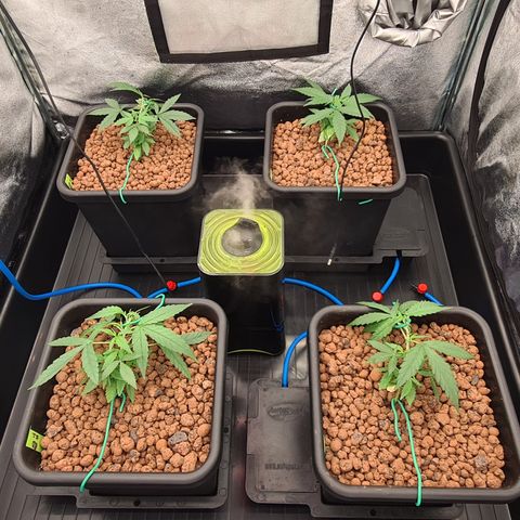 Blue Dream Auto #4 growlog photo: Trained plants to get more bud sites