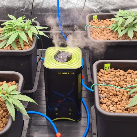 Blue Dream Auto #4 growlog timeline photo