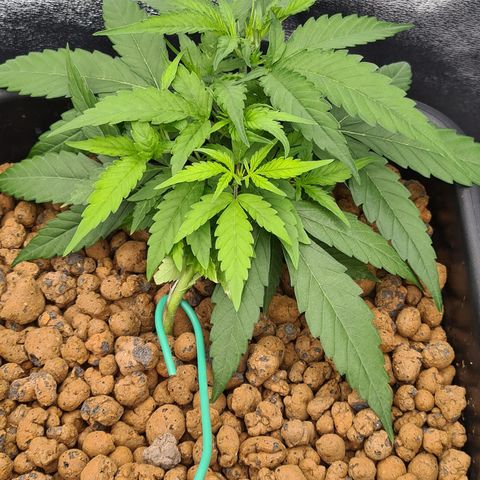 Blue Dream Auto #4 growlog timeline photo