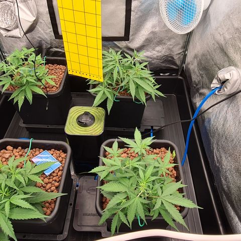Blue Dream Auto #4 growlog timeline photo