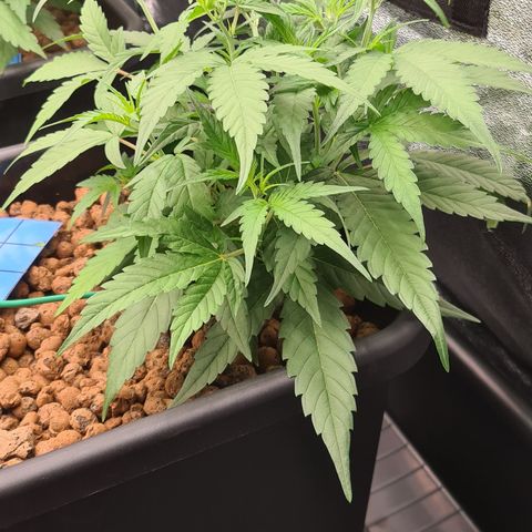 Blue Dream Auto #4 growlog timeline photo