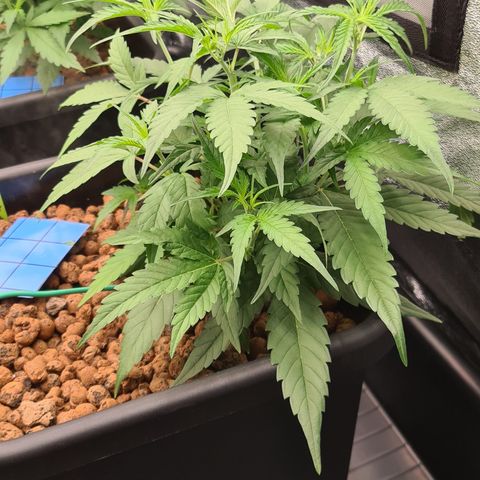 Blue Dream Auto #4 growlog timeline photo