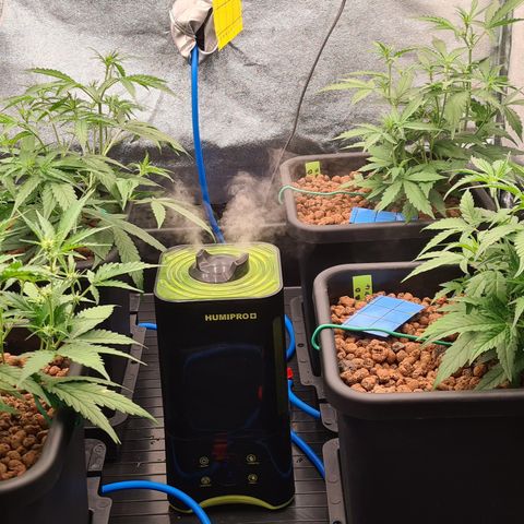 Blue Dream Auto #4 growlog timeline photo