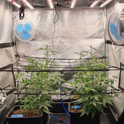 Blue Dream Auto #4 growlog photo: Added scrog nets