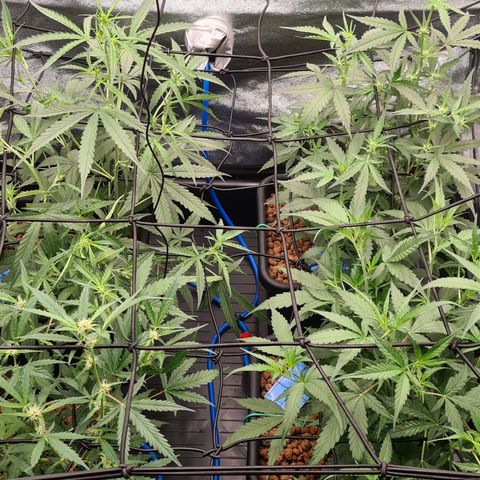 Blue Dream Auto #4 growlog photo: Added scrog nets