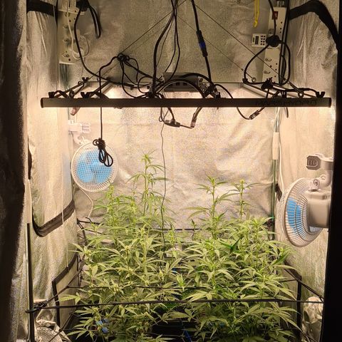 Blue Dream Auto #4 growlog timeline photo