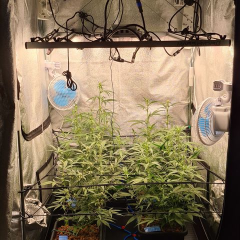 Blue Dream Auto #4 growlog timeline photo