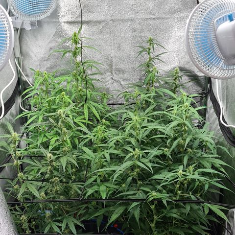 Blue Dream Auto #4 growlog timeline photo