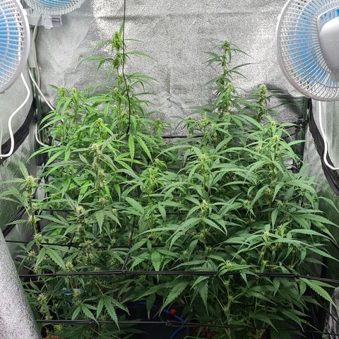 Blue Dream Auto #4 growlog timeline photo