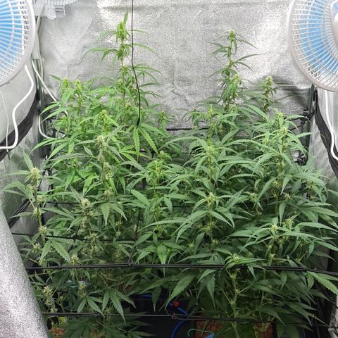 Blue Dream Auto #4 growlog timeline photo