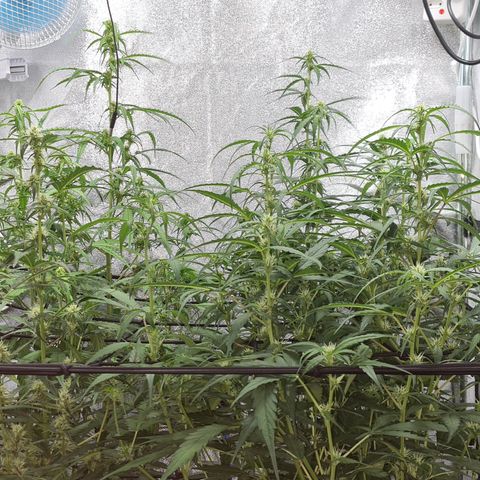 Blue Dream Auto #4 growlog timeline photo