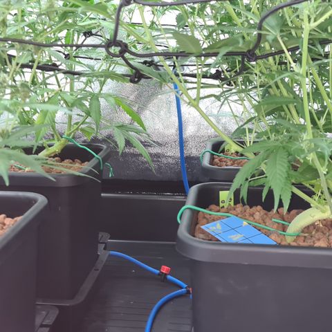 Blue Dream Auto #4 growlog timeline photo