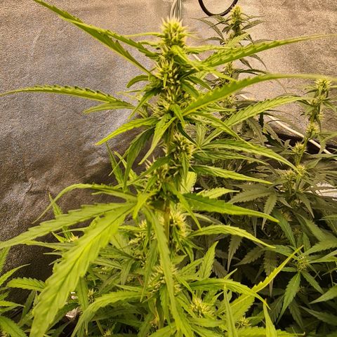 Blue Dream Auto #4 growlog timeline photo