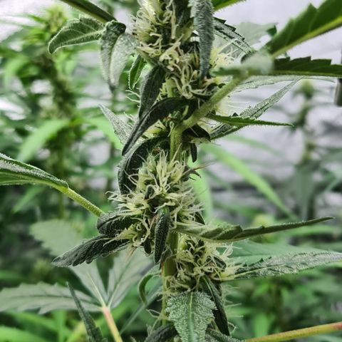 Blue Dream Auto #4 growlog timeline photo