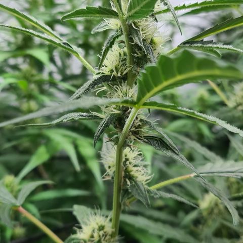 Blue Dream Auto #4 growlog timeline photo