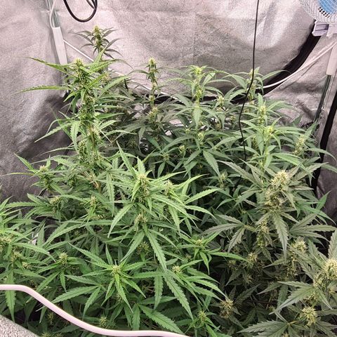 Blue Dream Auto #4 growlog timeline photo