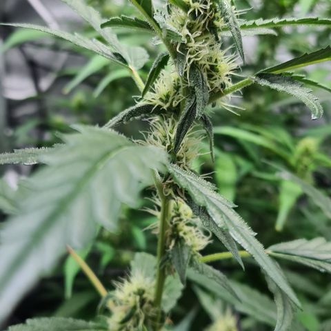 Blue Dream Auto #4 growlog timeline photo