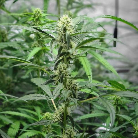 Blue Dream Auto #4 growlog timeline photo