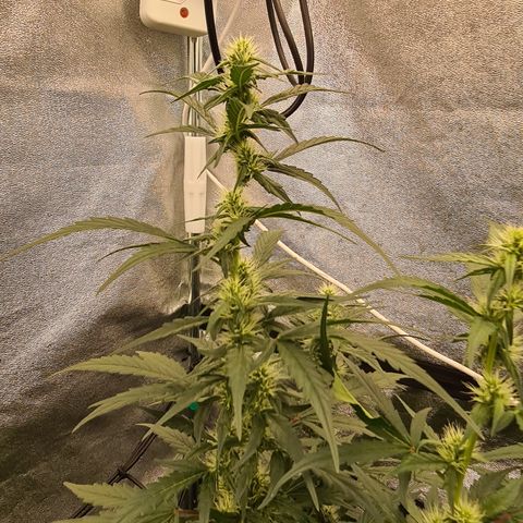 Blue Dream Auto #4 growlog timeline photo