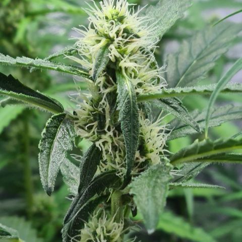 Blue Dream Auto #4 growlog timeline photo