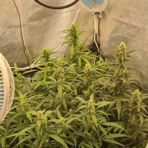 Blue Dream Auto #4 growlog timeline photo
