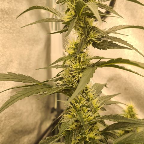Blue Dream Auto #4 growlog timeline photo