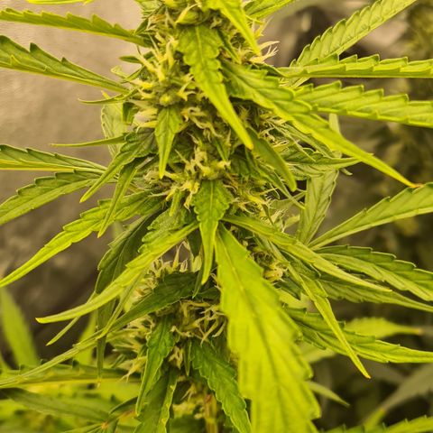 Blue Dream Auto #4 growlog timeline photo
