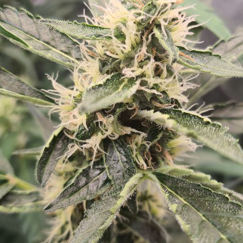 Blue Dream Auto #4 growlog timeline photo