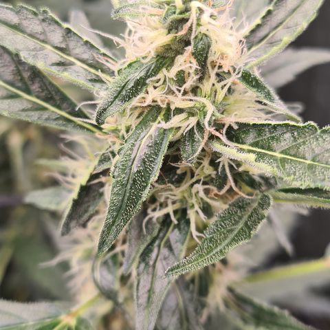 Blue Dream Auto #4 growlog timeline photo