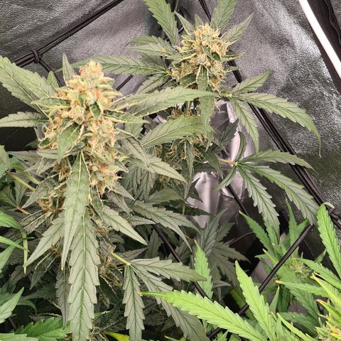 Blue Dream Auto #4 growlog timeline photo