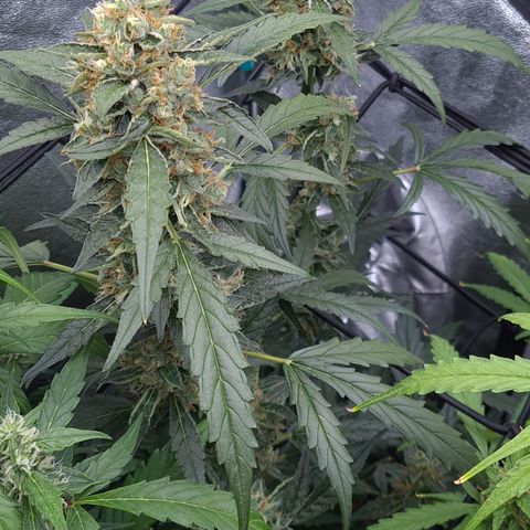 Blue Dream Auto #4 growlog timeline photo