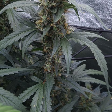 Blue Dream Auto #4 growlog timeline photo