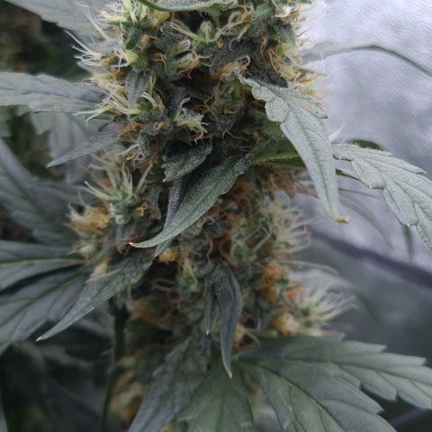 Blue Dream Auto #4 growlog timeline photo