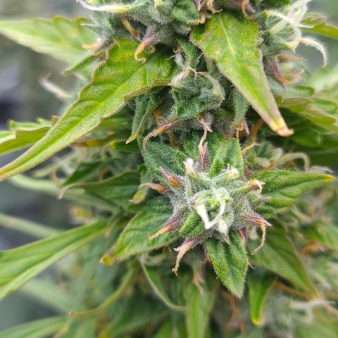 Blue Dream Auto #4 growlog timeline photo