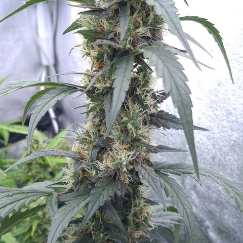Blue Dream Auto #4 growlog timeline photo